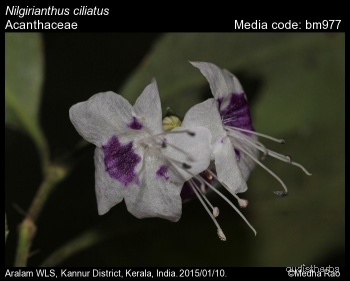 Nilgirianthus ciliatus flower9.jpg